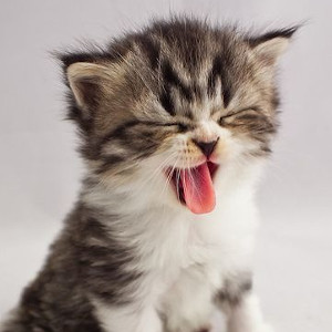 cute-cat-yawning