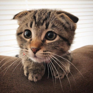 cute-cat-melting